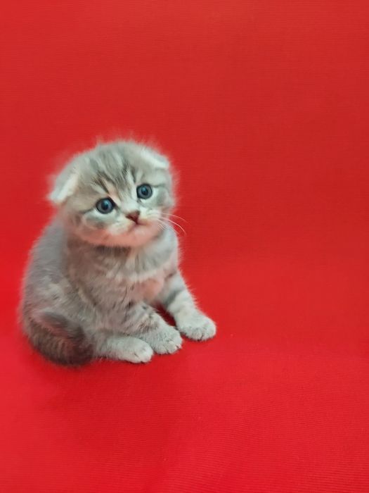 Продаю породистых котят