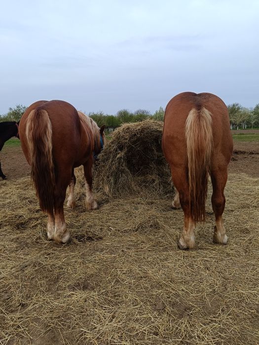 De vânzare 2 mânji
