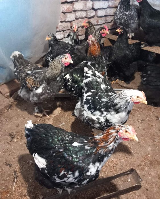 Продавам Млади Петли