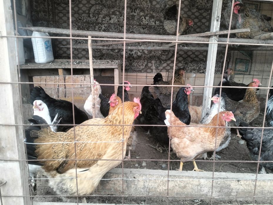 Тауықтар қораздар шөжелер бар сатылатын