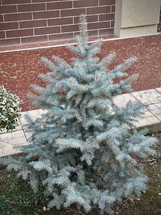 Голубая Ель - Archa Moviy Tikan