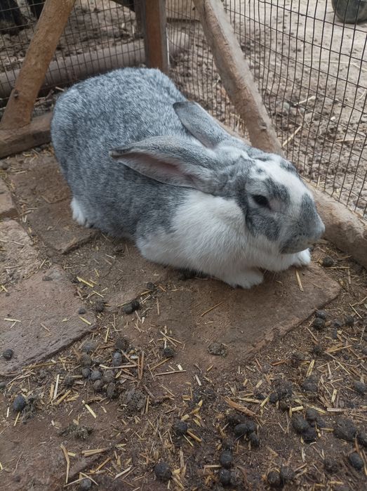 Bog'oz velikan quyon