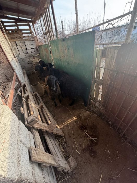 Саудасы бар келісуге болат