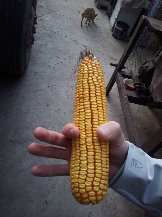 Vând porumb boabe la 1 leu