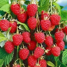 Maravila Malina koʻchati