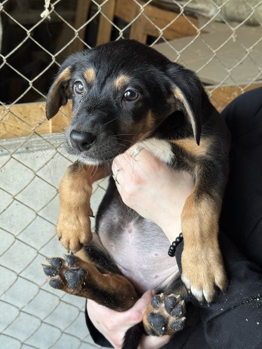 Щенки в добрые руки