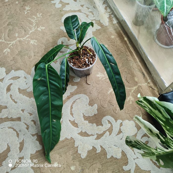 Продаётся Philodendron Atabapoense.Philodendron Atabapoense.