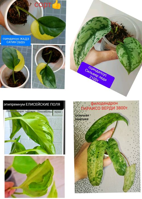 Сциндпсус ЕЛИСЕЙСКИЕ ПОЛЯ 15000т