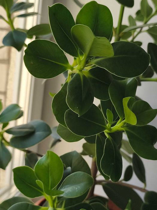 Красивое комнатное растение клузия