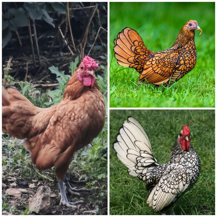 Găinușe Sebright