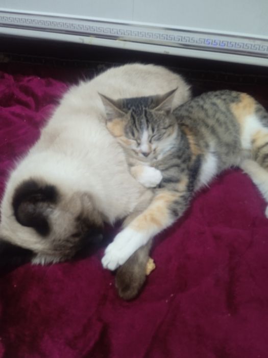 Продам кота сиамского очень послушный пять месяцев