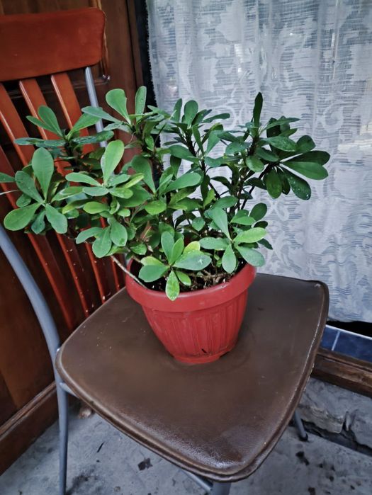 Красивые цветы из дома