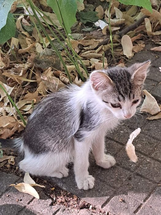 Малко котараче на три месеца търси дом