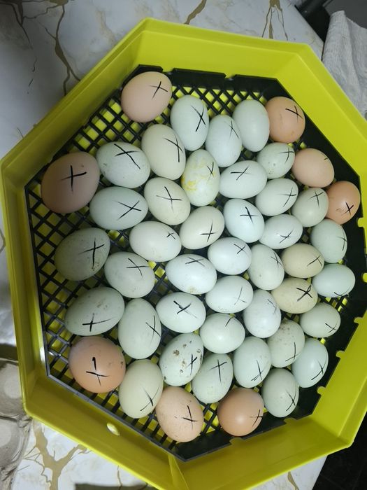 Oua din rasa  Araucana