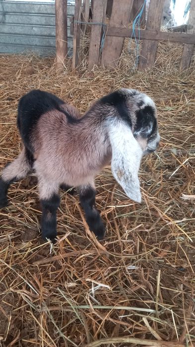 Vând capre tinere la prima și a doua fătare