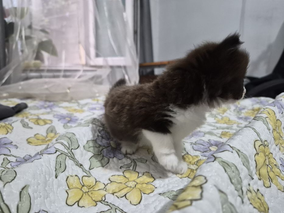 Котята в хорошие руки