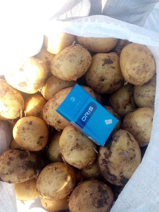 Фрукты овощи оптовые цены