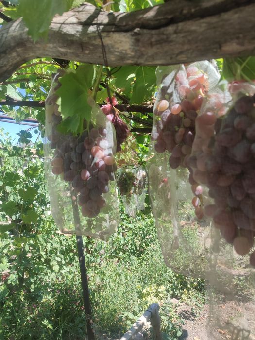 Продаются овощи и фрукты