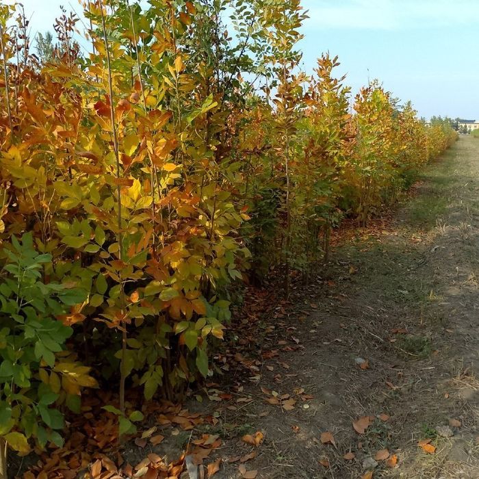 Yasin ko'chati, Ясин кучати