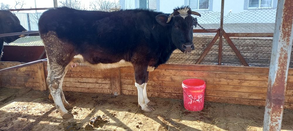 Сиыр сатылады бағасы 380000