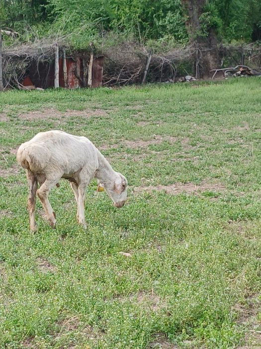 17 бас қошқар сатылады 2 ге толады