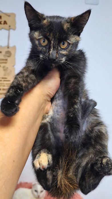 КОТЯТА ждут семью !!!