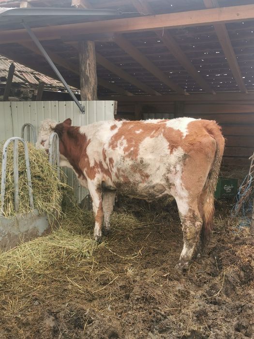 Juninca vaca viteaua