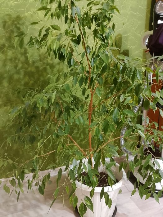 домашние комнатные цветы