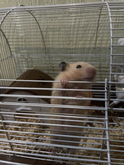 Продается сирийский хомячок — девочка