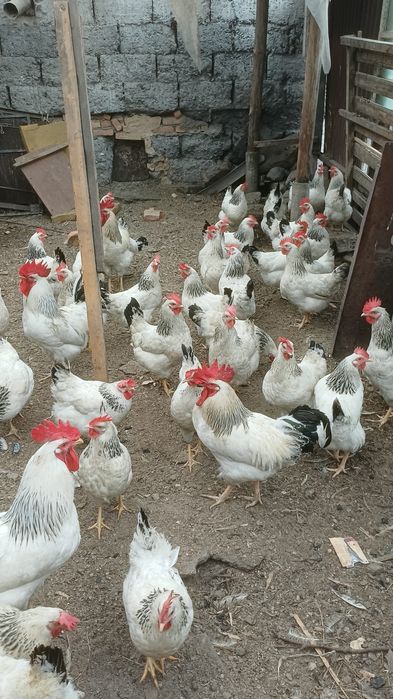Продам породистые курей