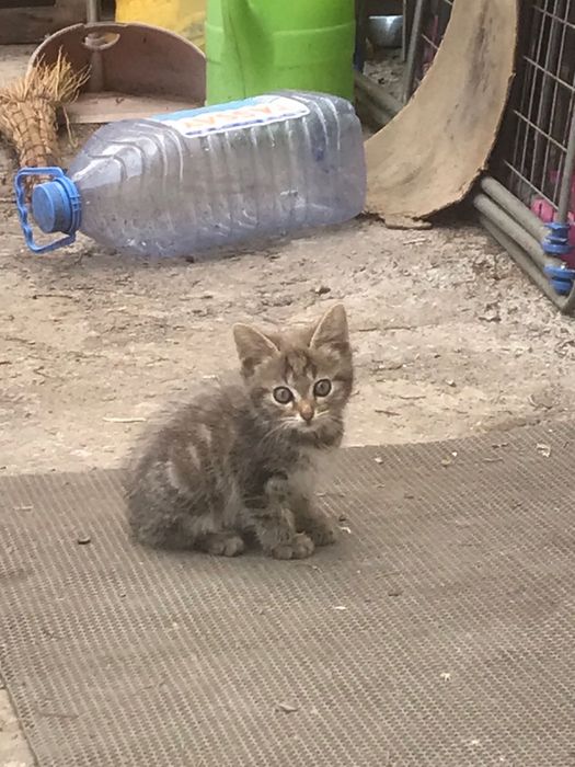Отдам котят БЕСПЛАТНО
