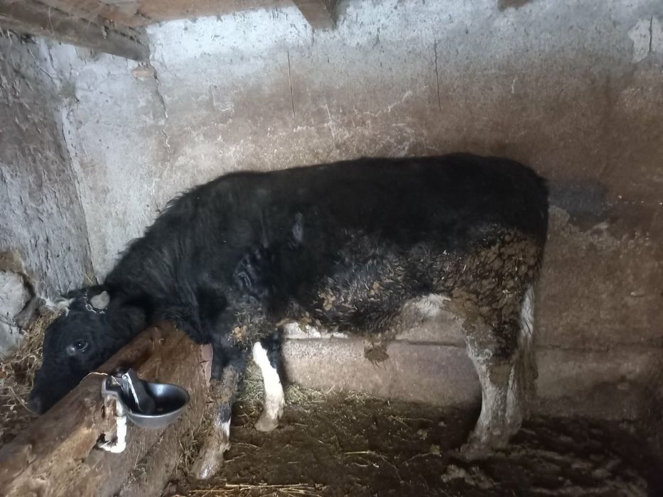 Vând un tauras florean!