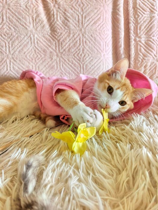 Котенок подросток в семью