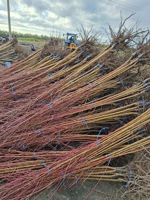 Vând Pomii Fructiferi Altoiți Clasici și Columnari direct de la PRODUC