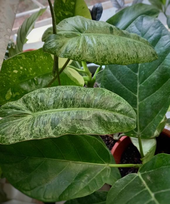Филодендрон Модтаной, цветы, растения