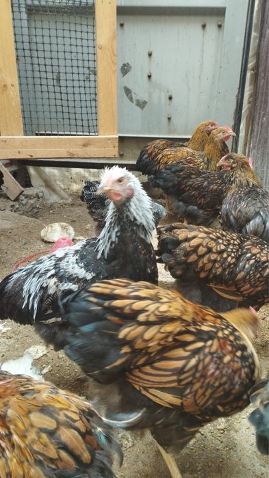 Куры цыплята породистые