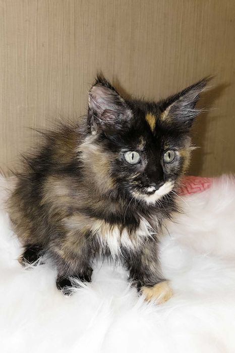 SHANEL – Fetiță Maine Coon Tortie | 3 luni | Pedigree | www.lynxrunecode.com