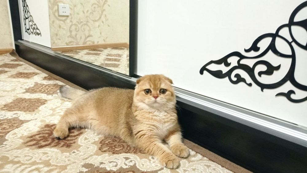 Продаётся золотая шиншилла.