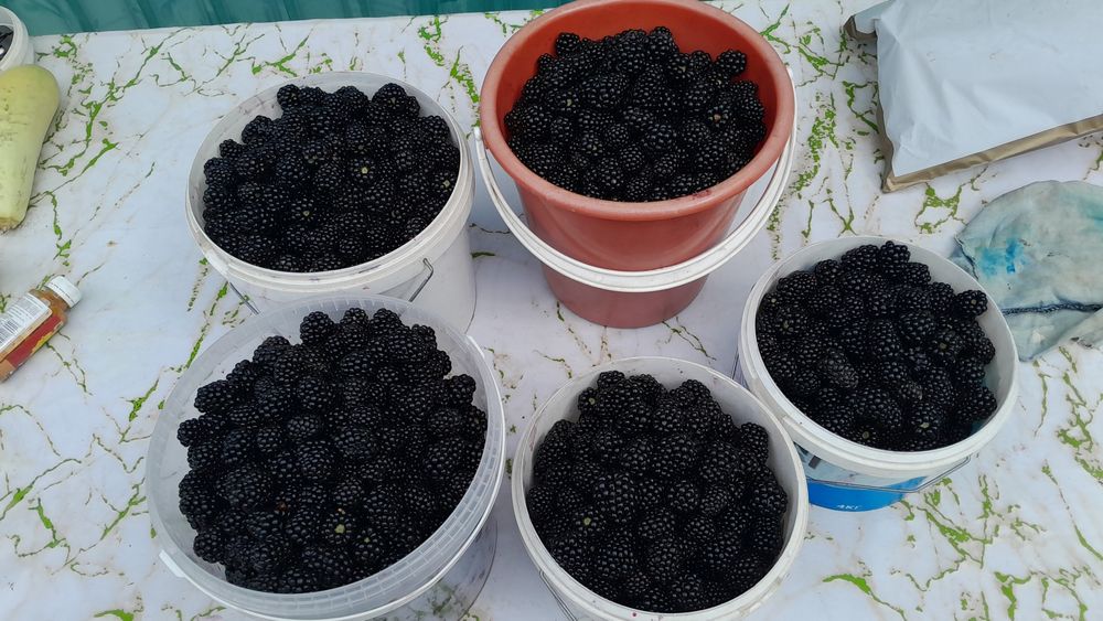 Продам ежемалину