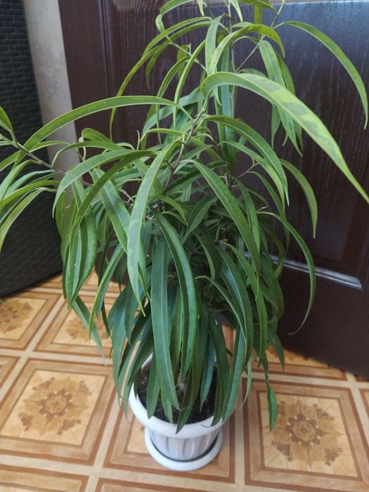 фикус амстел грин голд