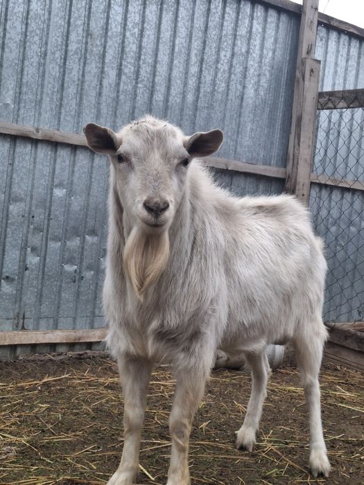 Занен теке сатылады