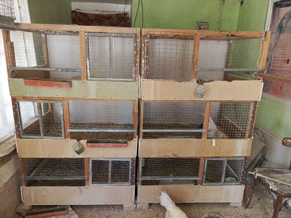 Katak tovuq xuro'zlarga