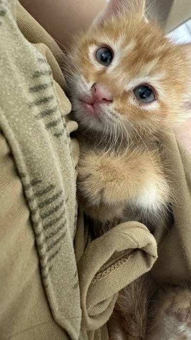 Отдам в добрые руки котят