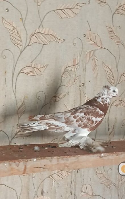 Продам голубей...