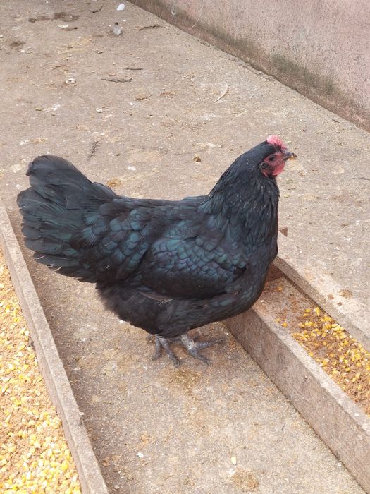 De vânzare,două găini Combatant Indian !