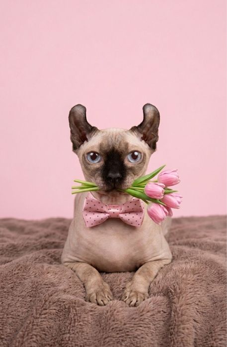 Канадский сфинк Эльф