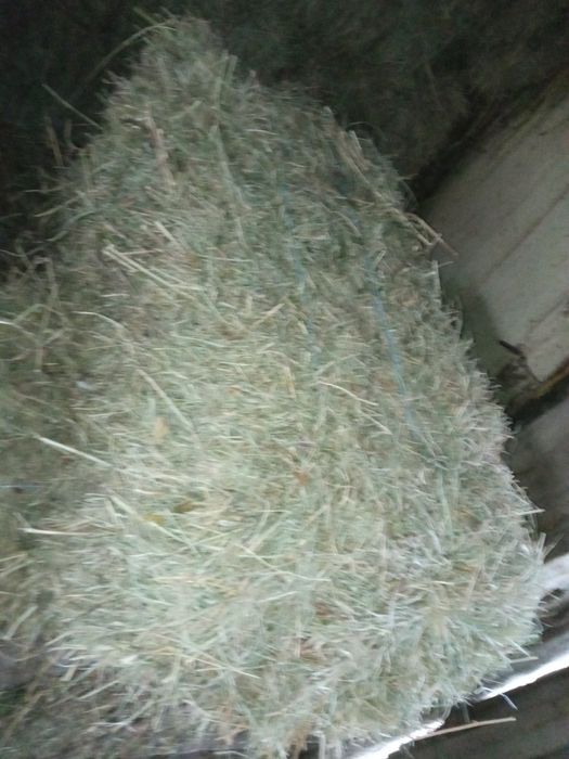 Baloți lucernă și otavă