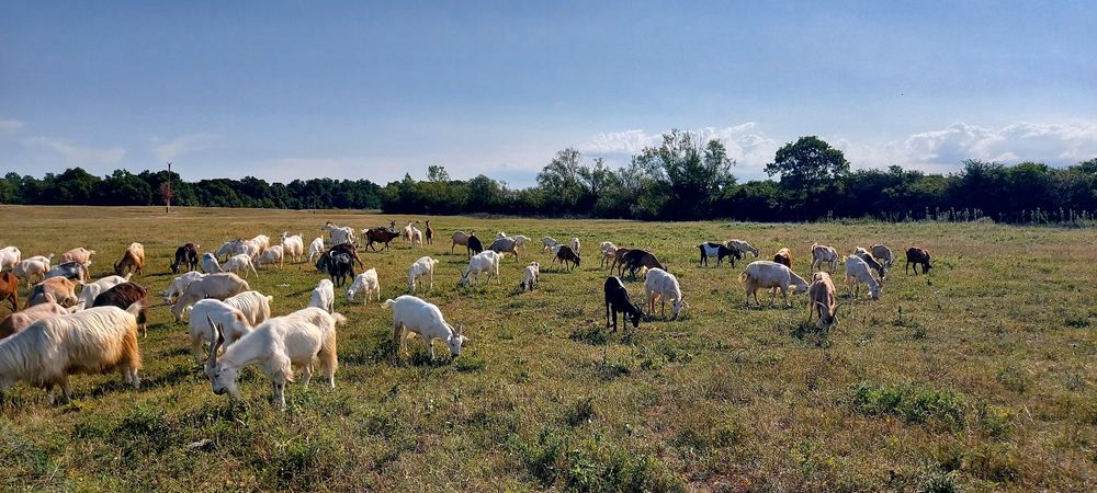 Metis de alpina franceza și saanen