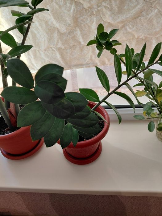 Продам замиакулькас