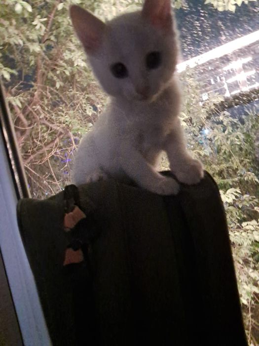 Котёнок бесплатно